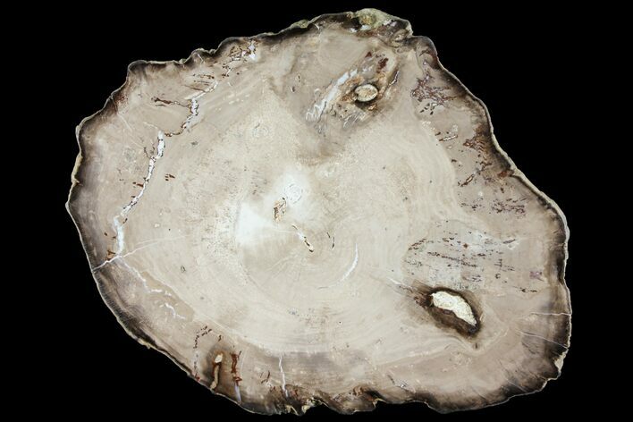 Polished Petrified Wood (Willow) Round - Washington #93890